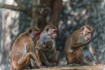 Naklejka na ściany i meble Sri Lanka: monkeys in jungle of Sigiriya 