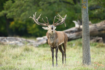 Spanish wild goat (ibex), mating season