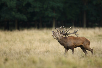 Red deer, rutting season