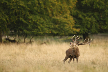 Fototapeta na wymiar Red deer, rutting season