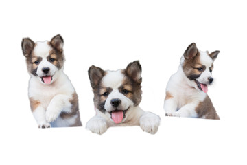 Cute Seven week old puppy dog,Thai Bangkaew puppy dog sitting in