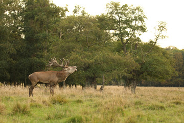 Red deer, rutting season