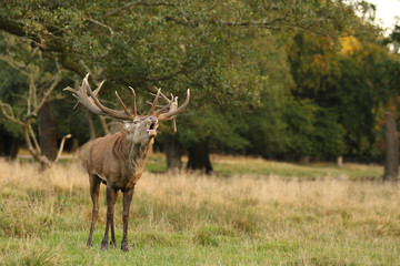Red deer, rutting season