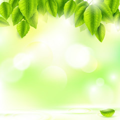 Fototapeta na wymiar Fresh green leaves with Sunny abstract natural background