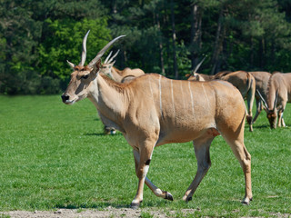 Naklejka na ściany i meble Common eland (Taurotragus oryx)