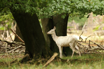 Red deer, rutting season