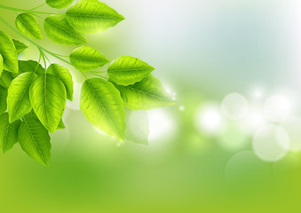 Fresh green leaves with Sunny bokeh abstract natural background