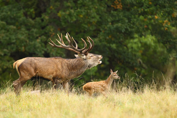 Red deer, rutting season