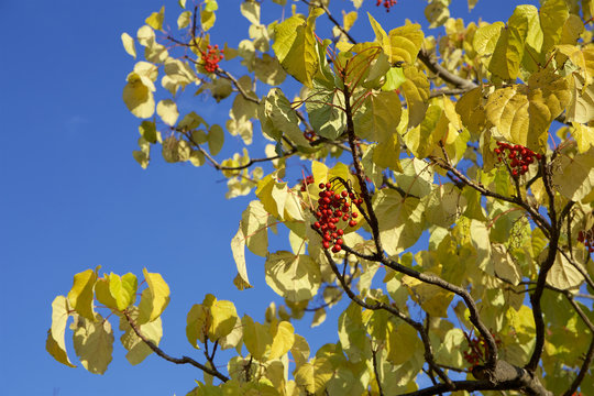 Autumn leaves of idesia polycarpa