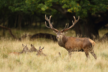 Red deer, rutting season
