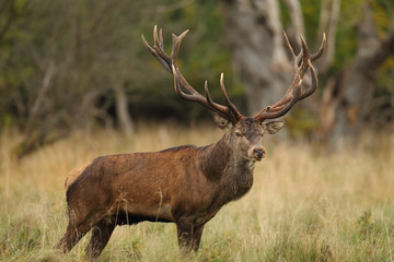 Red deer, rutting season