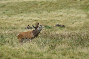 Red deer, rutting season