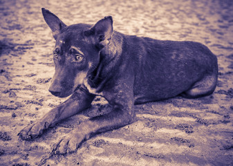 A dog sitting on sand and looking away.
