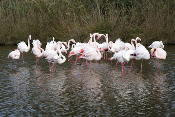 Flock of Flamingos