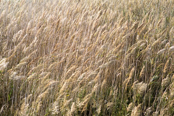 Crop blowing in wind