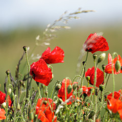 Obraz premium Field of Poppies in Sussex