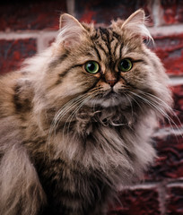 Naklejka na ściany i meble Persian cat with green eyes on brick wall background. Macro.