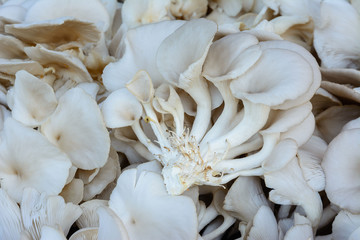 Oyster mushroom, food concept, agricultural industry concept.