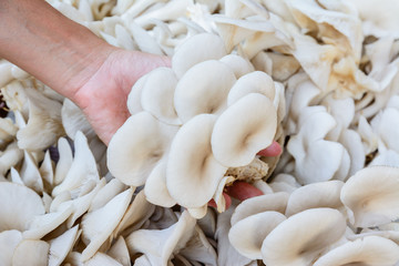 Human hand is holding oyster mushroom,,agricultural industry concept.