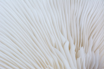 Natural pattern from oyster mushroom,abstract background concept