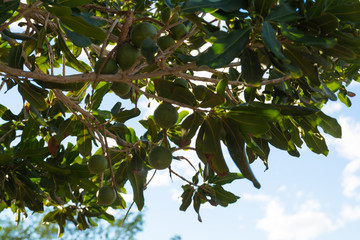 Macadamia nuts on the evergreen tree - expensive fat nuts