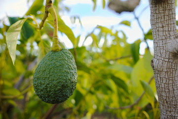Green ripe avocado on the tree, avocado plantation