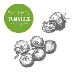 Vector illustration of tomatoes. Hand drawn with ink vintage illustration