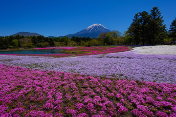 Obraz premium 富士山と芝桜