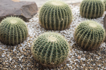 cactus in desert, cactus Nature green background