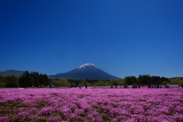 富士山と芝桜