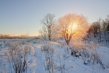 Naklejka na ściany i meble The sun's rays through tree branches in winter