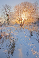 Naklejka na ściany i meble The sun's rays through tree branches in winter