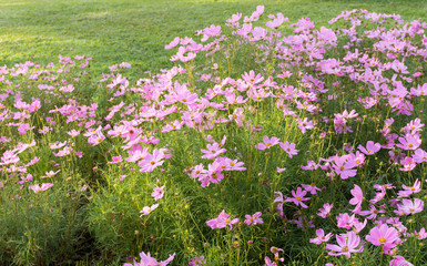 Fototapeta premium pink flower in garden