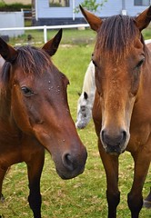 Naklejka premium horses eating grass in a meadow with a goat nearby
