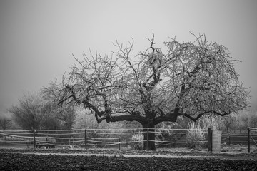 Pferdekoppel im Winter