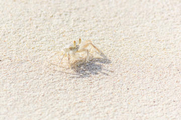 A Small Crab on the Beach