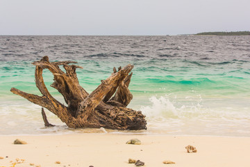 A Timber on the Beach