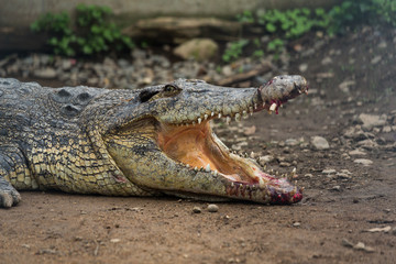 Fototapeta premium Crocodile with injured Open Mouth