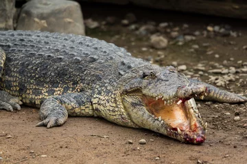 Photo sur Plexiglas Crocodile Crocodile with injured Mouth
