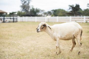 Obraz na płótnie Canvas Goat in the field