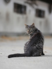 grey cat outdoors