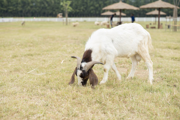 Fototapeta premium Goat in the field