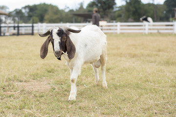 Goat in the field