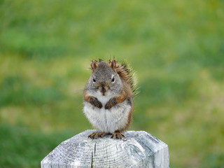 Hörnchen Neufundland