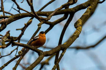 robin redbreast sittinig in a tree