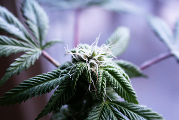 Marijuana Close Up With Buds High Quality 