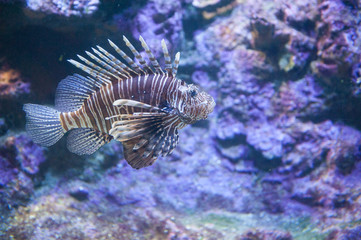 lionfish