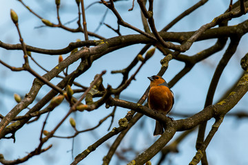 robin redbreast sittinig in a tree