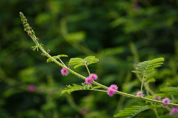 Bordered pink flower tassels round And vines with thorns
