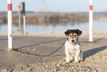 angebundener Hund - Jack Russell Terrier